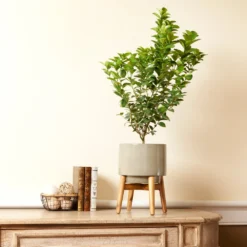 Meyer Lemon + Key Lime Bush Pack 12 Meyer Lemon + Key Lime Bush Pack -Deals The Flora Sprout Store Key Lime Bush 4 e63a67f8 53df 467e af90 ae9e06436ddf