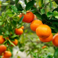 Kishu Mandarin Tree (Seedless) 9 Kishu Mandarin Tree (Seedless) -Deals The Flora Sprout Store Kishu Mandarin Tree 4