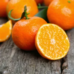 Kishu Mandarin Tree (Seedless) 10 Kishu Mandarin Tree (Seedless) -Deals The Flora Sprout Store Kishu Mandarin Tree 6