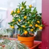 Kishu Mandarin Tree (Seedless) -Deals The Flora Sprout Store Kishu Mandarin Tree FGT 600x600 5a7b87ec 6918 47ba a5a5 e5ed1b7bfa36