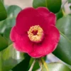 Korean Fire Camellia Shrub 2 Korean Fire Camellia Shrub -Deals The Flora Sprout Store Korean Fire Camellia FGT 600x600 a9e192f0 5d14 41bb 81e0 69b14654d63e