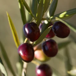 Koroneiki Greek Olive Tree - USDA Organic 9 Koroneiki Greek Olive Tree - USDA Organic -Deals The Flora Sprout Store Koroneiki Olive 2 FGT db93b214 428c 4733 979d a70f1f9b9f7f