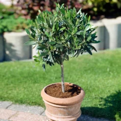Koroneiki Greek Olive Tree - USDA Organic 8 Koroneiki Greek Olive Tree - USDA Organic -Deals The Flora Sprout Store Koroneiki Olive 3 31e3ee23 25de 4799 af8c 810231e5263d