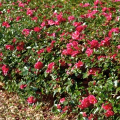 Kramers Camellia Shrub -Deals The Flora Sprout Store Kramers Camellia FGT 1