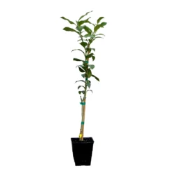 Key Lime Tree 17 Key Lime Tree -Deals The Flora Sprout Store LIM KEY 12 QT