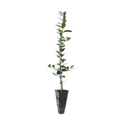Key Lime Tree 15 Key Lime Tree -Deals The Flora Sprout Store LIM KEY 23 C