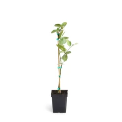 Persian 'Bearss' Lime Tree 14 Persian 'Bearss' Lime Tree -Deals The Flora Sprout Store LIM PER 12 1QT