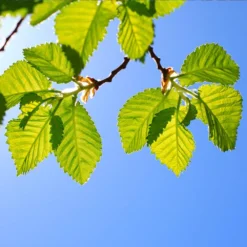 Lacebark Chinese Elm Tree -Deals The Flora Sprout Store Lacebark Chinese Elm 1 FGT