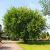 Lacebark Chinese Elm Tree 1 Lacebark Chinese Elm Tree -Deals The Flora Sprout Store Lacebark Chinese Elm FGT 600x600 23997011 0eae 492c 9c12 caf0ac94cf44