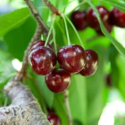 Cherry Pollinator Pack 7 Cherry Pollinator Pack -Deals The Flora Sprout Store Lapins Cherry Tree 2 BB