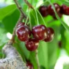 Cherry Pollinator Pack 2 Cherry Pollinator Pack -Deals The Flora Sprout Store Lapins Cherry Tree BB 600x600 14d644b0 a96f 42f7 881b d9835ccbefab