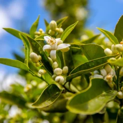 Lane Late Navel Orange -Deals The Flora Sprout Store Late Lane Orange 1