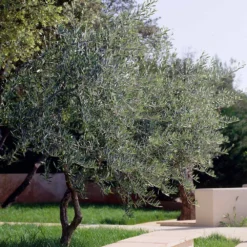 Lecciana Olive Tree 10 Lecciana Olive Tree -Deals The Flora Sprout Store Lecciana Olive Tree 3