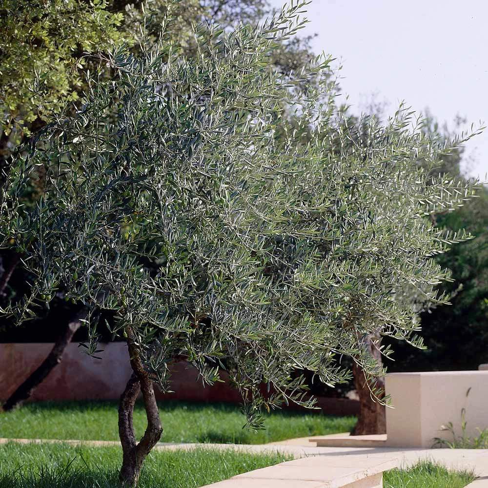 Lecciana Olive Tree 6 Lecciana Olive Tree - Image 4