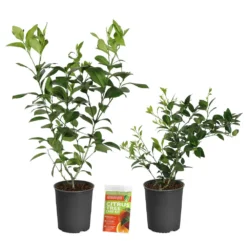 Meyer Lemon + Key Lime Bush Pack 13 Meyer Lemon + Key Lime Bush Pack -Deals The Flora Sprout Store Lemon and LimeBushes 2
