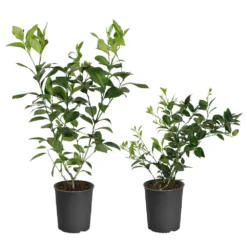 Meyer Lemon + Key Lime Bush Pack 10 Meyer Lemon + Key Lime Bush Pack -Deals The Flora Sprout Store Lemon and LimeBushes 5ed8c5a7 14fa 4c58 93bb 9b06a0c16cba