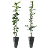 Meyer Lemon + Key Lime Tree Pack -Deals The Flora Sprout Store Lemon and LimeTrees 600x600 7e66b743 a12b 4add 8d38 f0bb875cf7b0