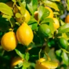 Lemon-Lime Citrus Tree 2 Lemon-Lime Citrus Tree -Deals The Flora Sprout Store Lemon Lime Tree 600x600 616fe761 01f2 42d7 99a0 86043adb6fb6