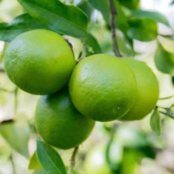 Limequat Citrus Tree 8 Limequat Citrus Tree -Deals The Flora Sprout Store Limequat 1 FGT