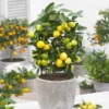 Limequat Citrus Tree -Deals The Flora Sprout Store Limequat FGT 600x600 a92ccace c4ae 4bc6 a976 3c1e0bd252e5