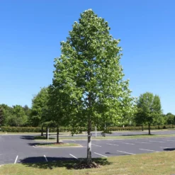 Tulip Poplar 'Little Volunteer' 11 Tulip Poplar 'Little Volunteer' -Deals The Flora Sprout Store Little Volunteer Poplar 1