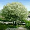 Lollipop® Crabapple Tree 1 Lollipop® Crabapple Tree -Deals The Flora Sprout Store Lollipop Crabapple 600x600 d8624b65 ba63 4304 8a6a eed9f908becf