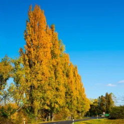 Lombardy Poplar Tree 11 Lombardy Poplar Tree -Deals The Flora Sprout Store Lombardy Poplar 5 FGT