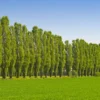 Lombardy Poplar Tree 2 Lombardy Poplar Tree -Deals The Flora Sprout Store Lombardy Poplar FGT 600x600 a86be9b5 3891 4987 bd43 6908b309f966