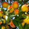 Loring Peach Tree (USDA Organic) 1 Loring Peach Tree (USDA Organic) -Deals The Flora Sprout Store Loring Peach 600x600 bcd54c64 5541 46c2 a509 5c41a78c8801