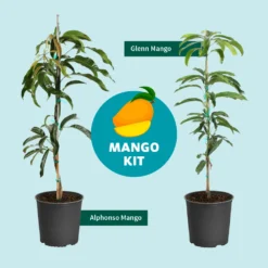 Alphonso Mango -Deals The Flora Sprout Store Mango Kit Graphic dc77f6db ee29 43d2 85de 9f3718171195