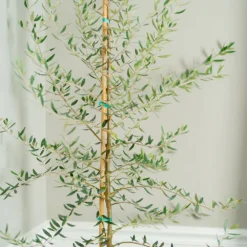 Manzanillo Olive Tree 7 Manzanillo Olive Tree -Deals The Flora Sprout Store Manzanilla Olive Tree 2