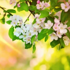 Mutsu (Crispin) Apple Tree 11 Mutsu (Crispin) Apple Tree -Deals The Flora Sprout Store Matsu Crispin Apple 5 dca4ed85 2ad7 4328 a42e 52262a2a9672