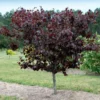 Merlot Redbud Tree 2 Merlot Redbud Tree -Deals The Flora Sprout Store Merlot Redbud 600x600 dcb12f0f 23be 4d18 856c 0208116d3a6e