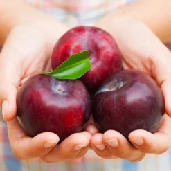 Methley Plum Tree -Deals The Flora Sprout Store Methley Plum 4 4ec34c93 142f 4450 8af1 feb06f93c049