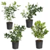 Citrus Bush Variety Kit 1 Citrus Bush Variety Kit -Deals The Flora Sprout Store Meyer Key cal Per 1 2 bush 600x600 2c56cf88 a401 40e9 bd89 34f2eb3cd2b9