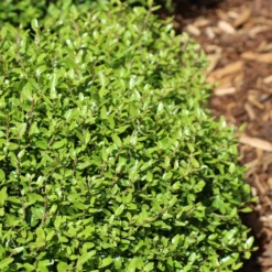 Micron® Holly Shrub 9 Micron® Holly Shrub -Deals The Flora Sprout Store Micron Holly 4 FGT