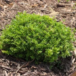 Micron® Holly Shrub 11 Micron® Holly Shrub -Deals The Flora Sprout Store Micron Holly 8 FGT