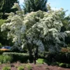 Milky Way Chinese Dogwood Tree 2 Milky Way Chinese Dogwood Tree -Deals The Flora Sprout Store Milky Way Select 600x600 a2964b34 a1f1 43e5 b72b 5e33597c3e78