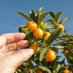 Nagami Kumquat Tree -Deals The Flora Sprout Store Nagami Kumquat 1 FGT 53154ba8 d115 4c13 bdd7 2e152c12e263