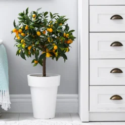 Nagami Kumquat Tree -Deals The Flora Sprout Store Nagami Kumquat 3 FGT
