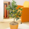 Nagami Kumquat Tree 1 Nagami Kumquat Tree -Deals The Flora Sprout Store Nagami Kumquat FGT 600x600 b6a6cf15 c18f 474b bd69 34a2bc9e43b5