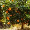 Navel Orange Tree 1 Navel Orange Tree -Deals The Flora Sprout Store Navel Orange FGT 600x600 e54e6fb3 408c 41b0 9586 88b8270eff9a