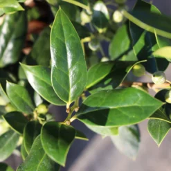 Needlepoint Holly -Deals The Flora Sprout Store Needlepoint Holly 3