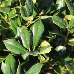 Needlepoint Holly -Deals The Flora Sprout Store Needlepoint Holly 4