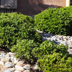 Needlepoint Holly -Deals The Flora Sprout Store Needlepoint Holly 5