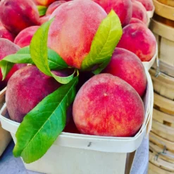 O'Henry Peach Tree -Deals The Flora Sprout Store OHenry Peach 3