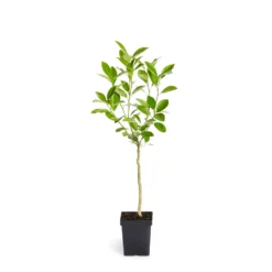Calamondin Tree 13 Calamondin Tree -Deals The Flora Sprout Store ORG CAL 12 1QT