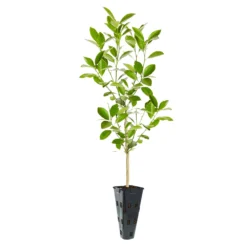 Calamondin Tree 12 Calamondin Tree -Deals The Flora Sprout Store ORG CAL 23 C