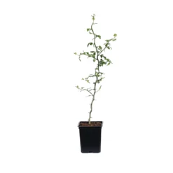 Hardy Orange Tree 'Flying Dragon' 19 Hardy Orange Tree 'Flying Dragon' -Deals The Flora Sprout Store ORG JHO 12 1QT