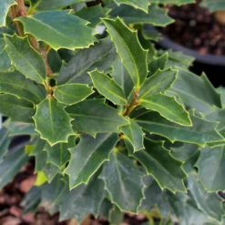 Oak Leaf™ Holly Tree 8 Oak Leaf™ Holly Tree -Deals The Flora Sprout Store Oak Leaf Holly 3